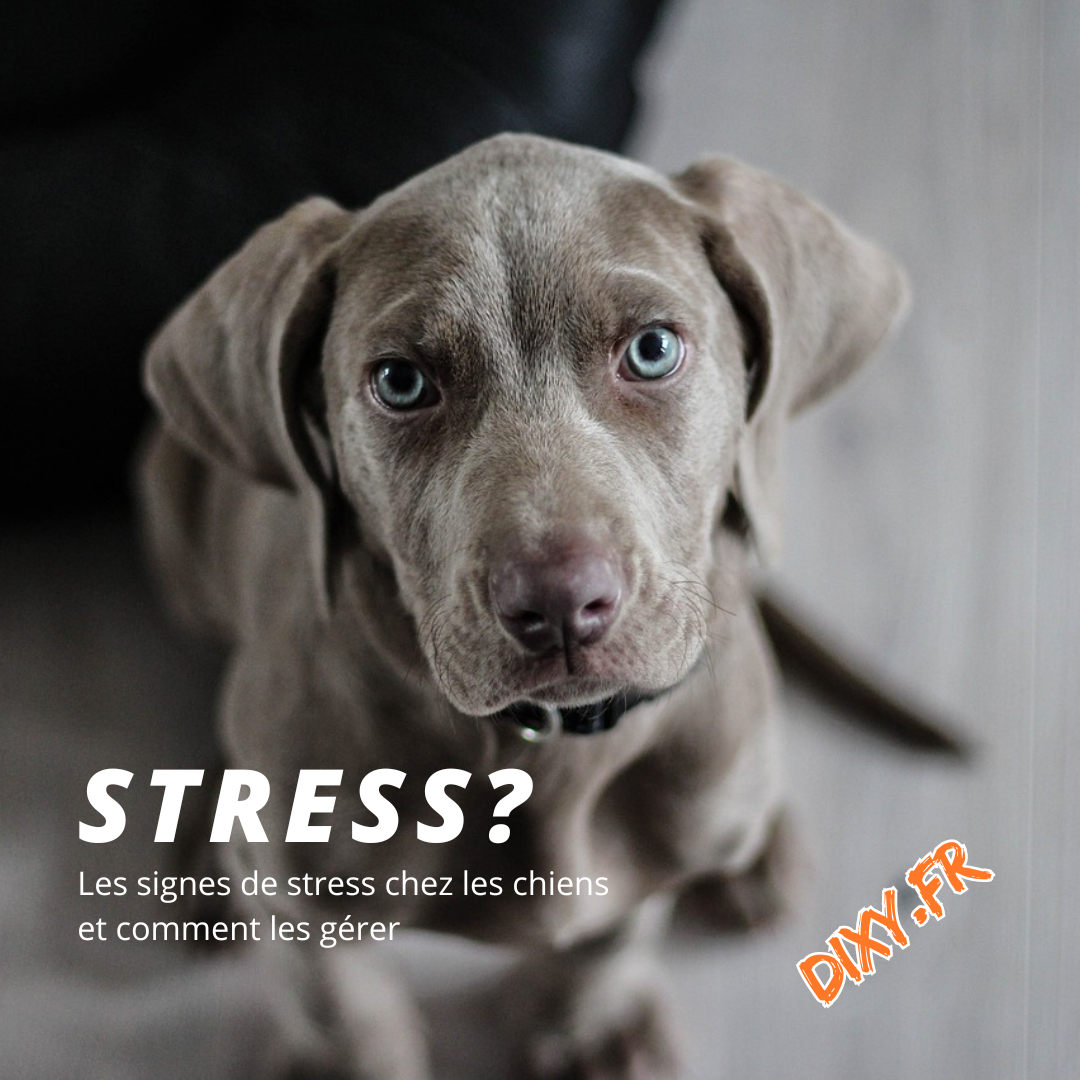 Les signes de stress chez les chiens et comment les gérer