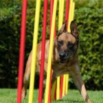 L'agility