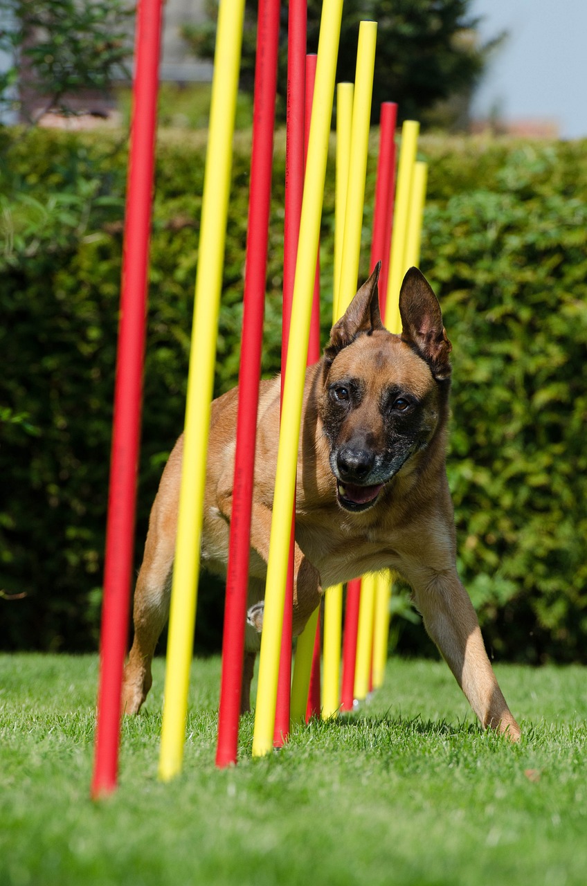 L’agility