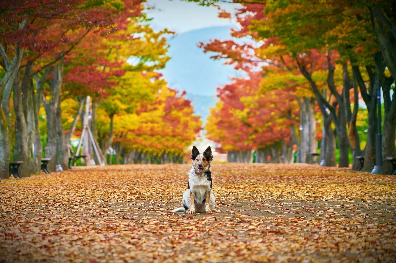 Chien en automne