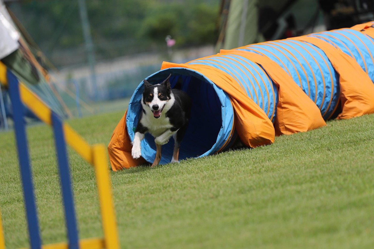 Les bienfaits de l'exercice pour votre chien