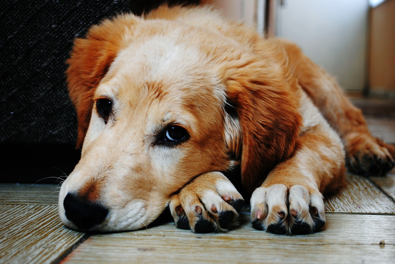 La gestion de l’anxiété de séparation chez les chiens