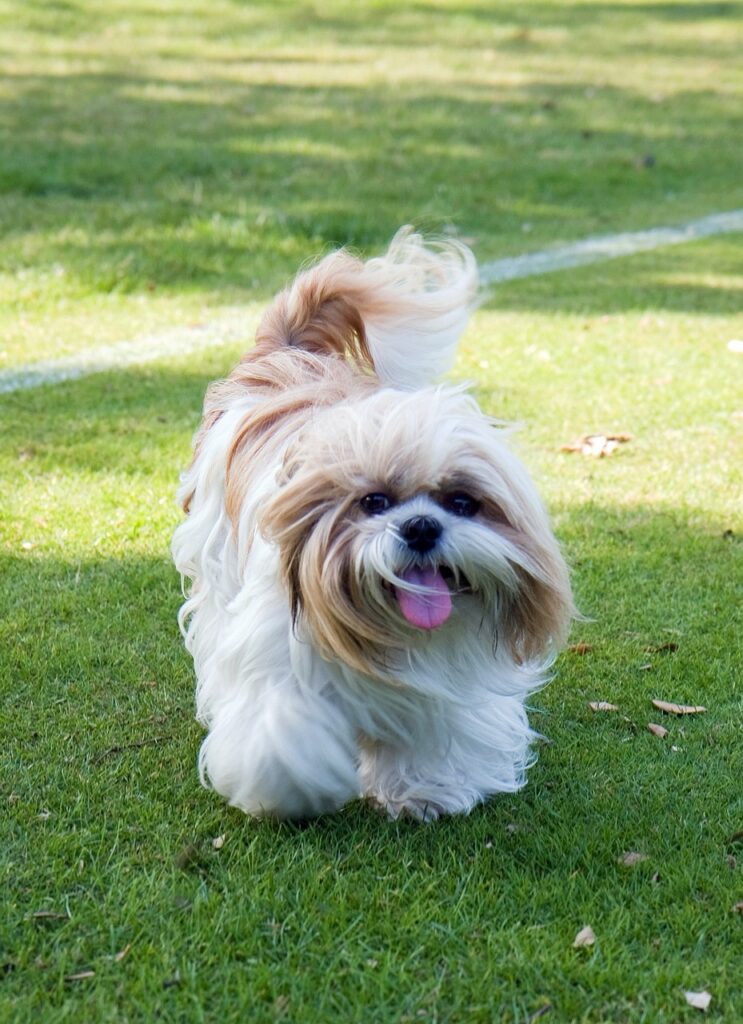 Image de Shih-tzu