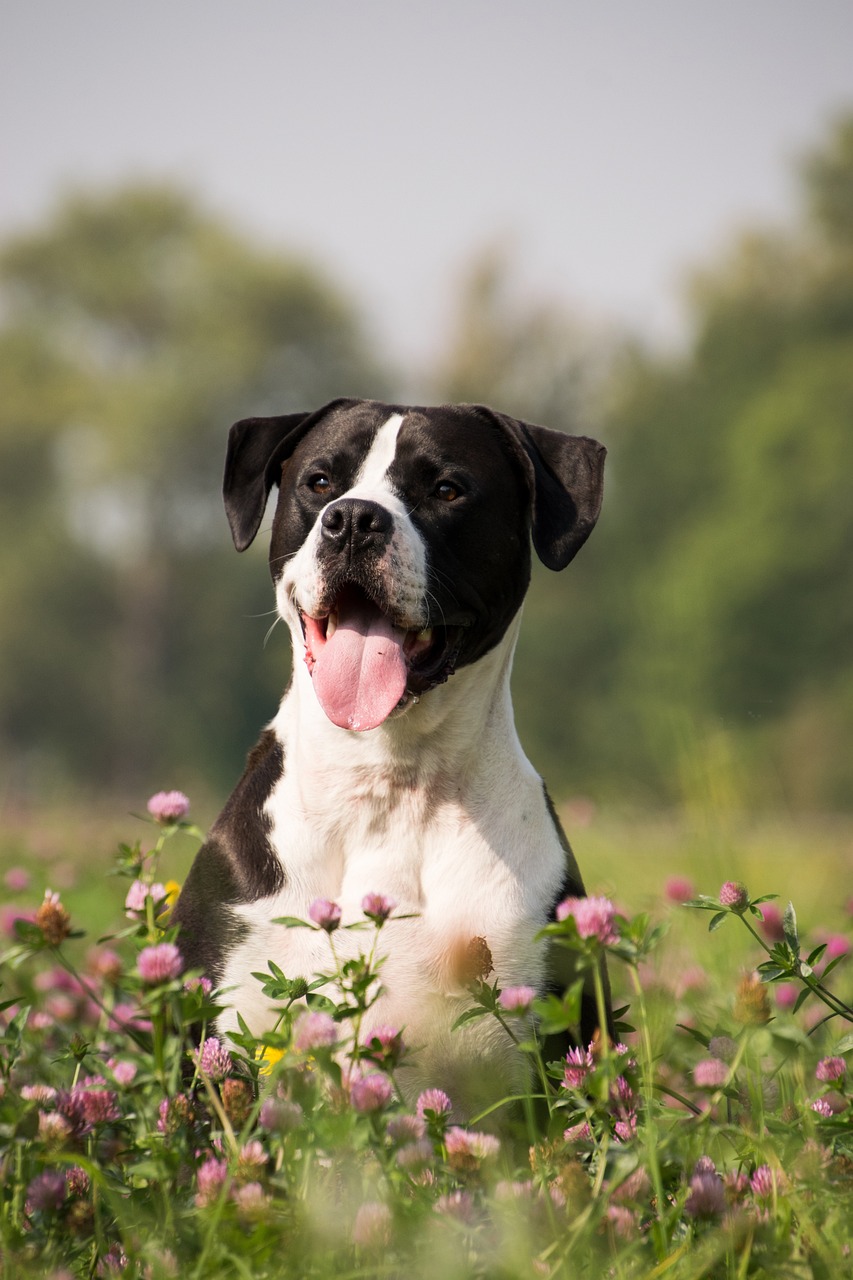 Les premières étapes pour bien éduquer son chien : comprendre son langage