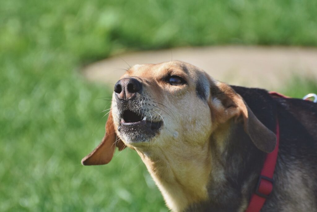 gérer les aboiements excessifs chez votre chien