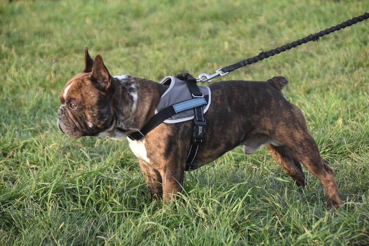 La marche en laisse : comment apprendre à votre chien à ne pas tirer