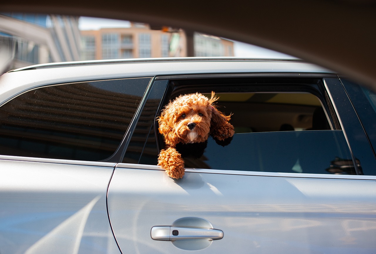 Partir en vacances avec son chien