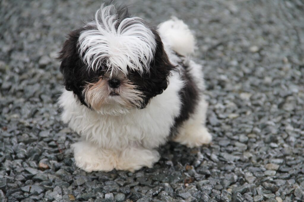 Image de Shih-tzu