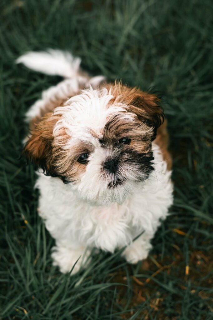 Image de Shih-tzu