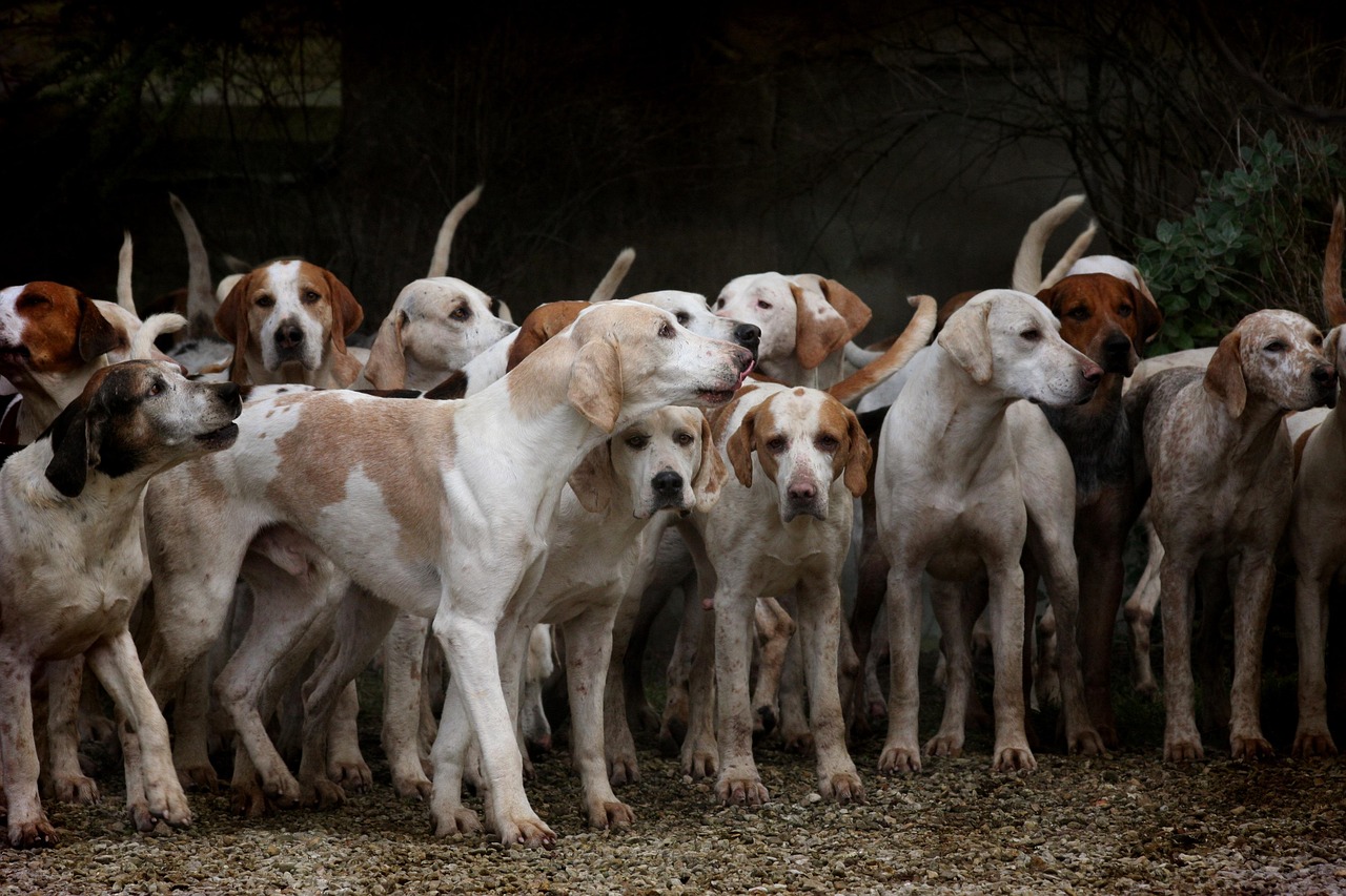 La socialisation : pourquoi elle est cruciale pour votre chien