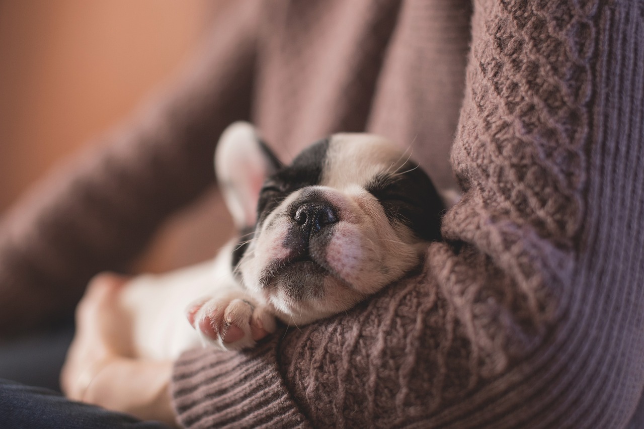 Comment bien préparer l’arrivée d’un chiot à la maison