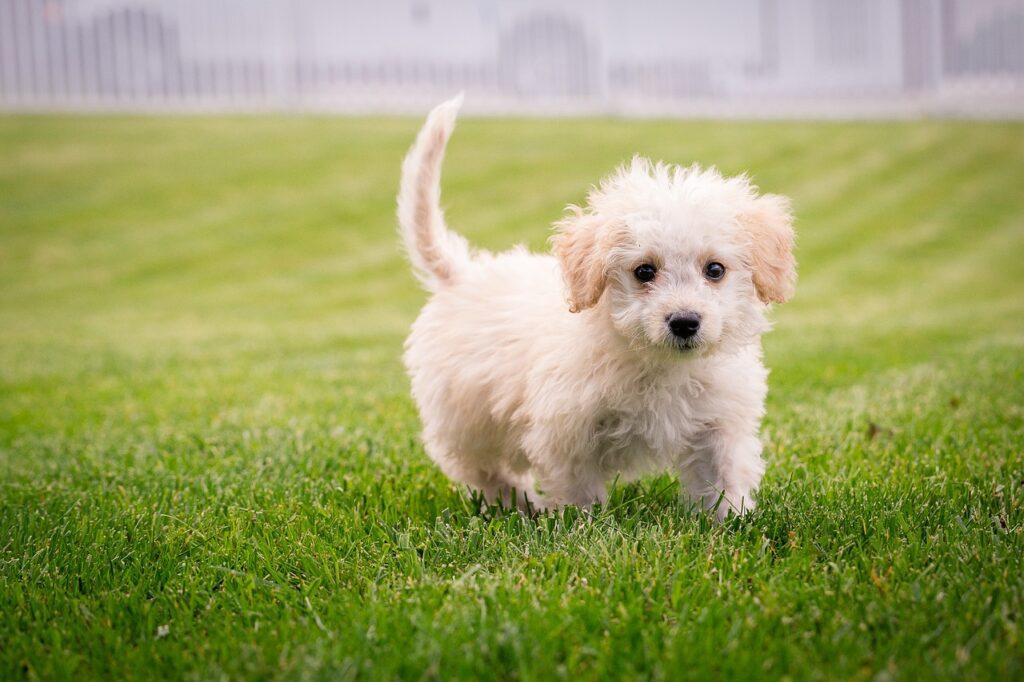 l'arrivée du chiot à la maison