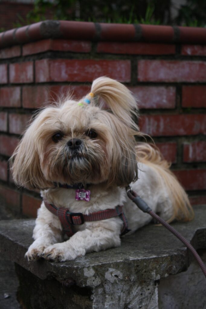 Image de Shih-tzu