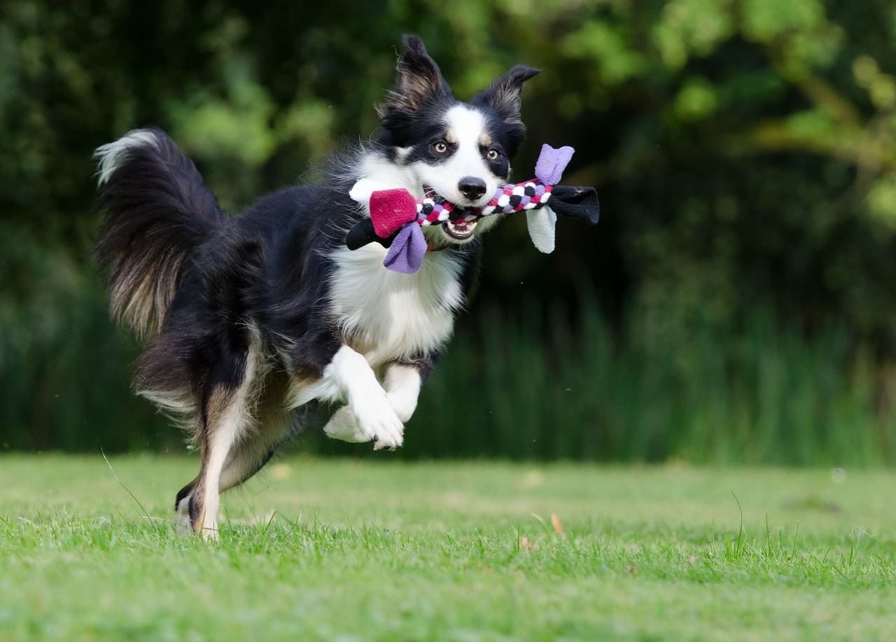 Le Border Collie : est-il fait pour vous ? découvrez les atouts et les défis de cette race énergique et intelligente