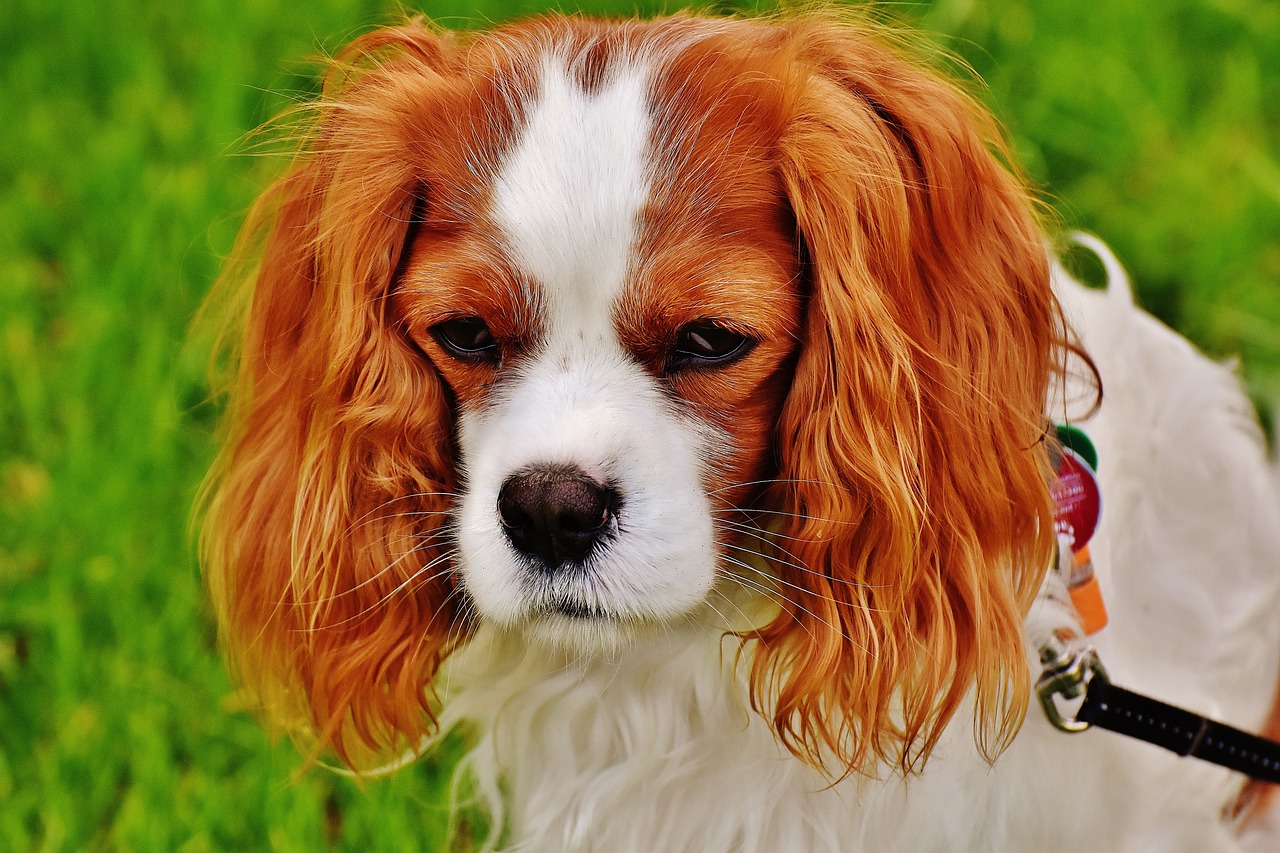 Les bienfaits d’une routine stable pour votre chien et comment la mettre en place