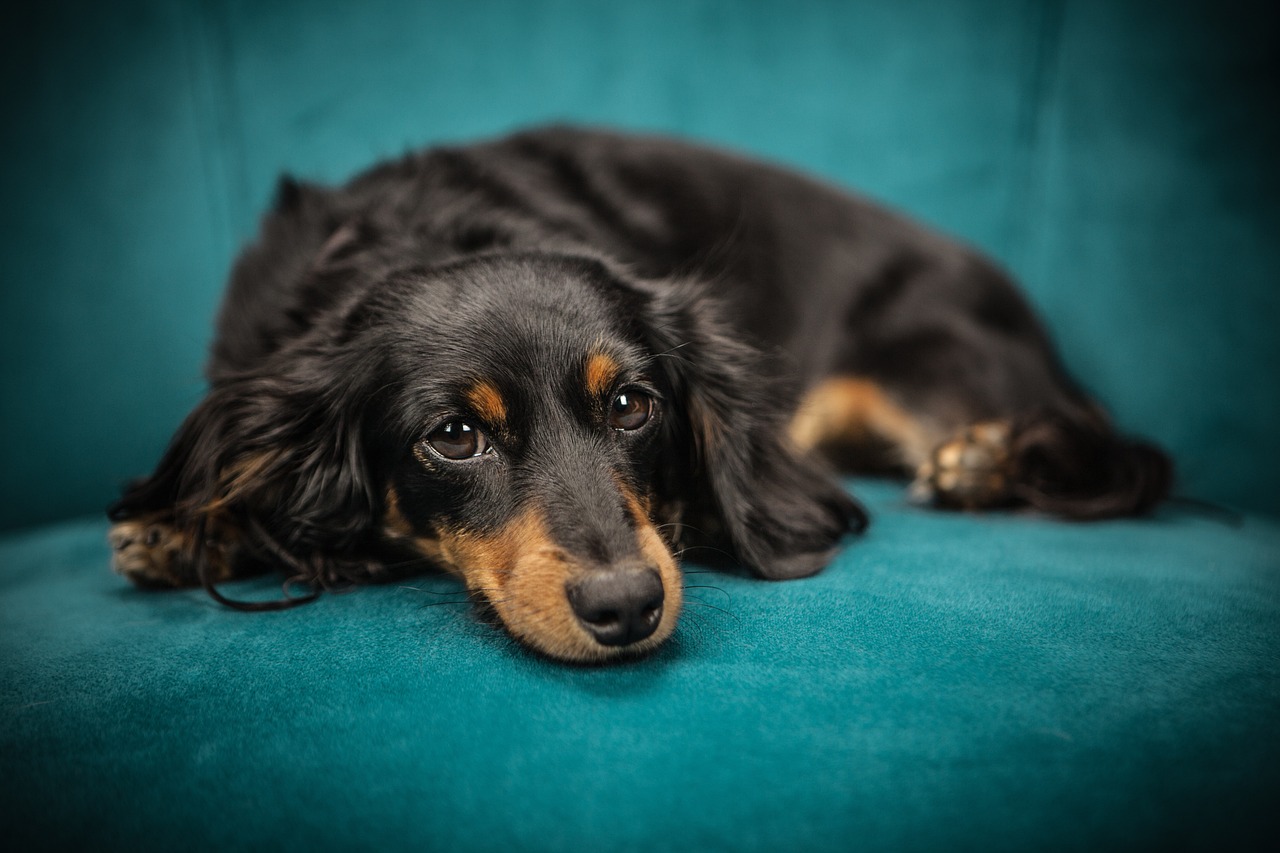 Comment préparer votre chien à rester seul à la maison ?