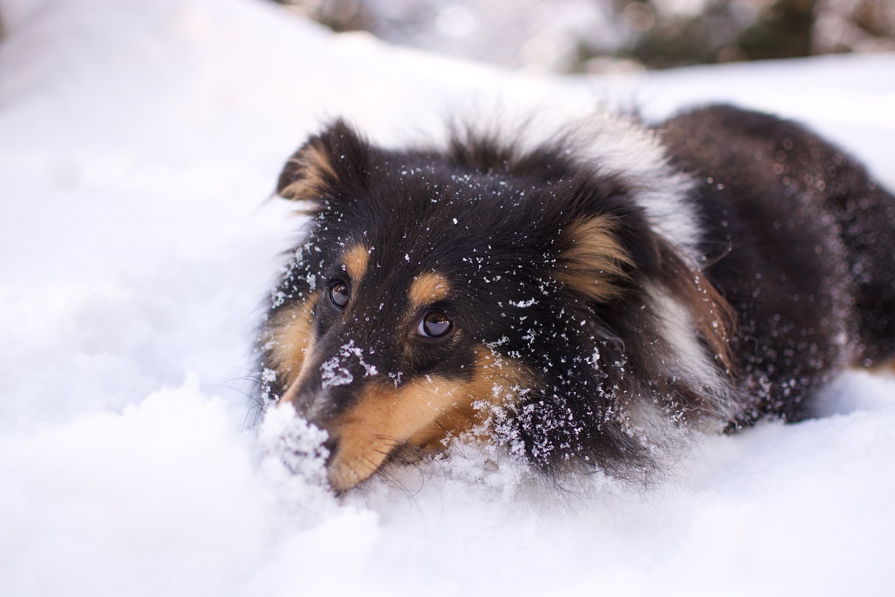 Comment protéger votre chien en hiver ? ❄️