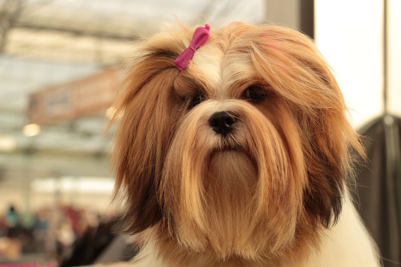 Le Lhassa Apso : est-il fait pour vous ? Découvrez les atouts et les défis de cette race élégante et indépendante