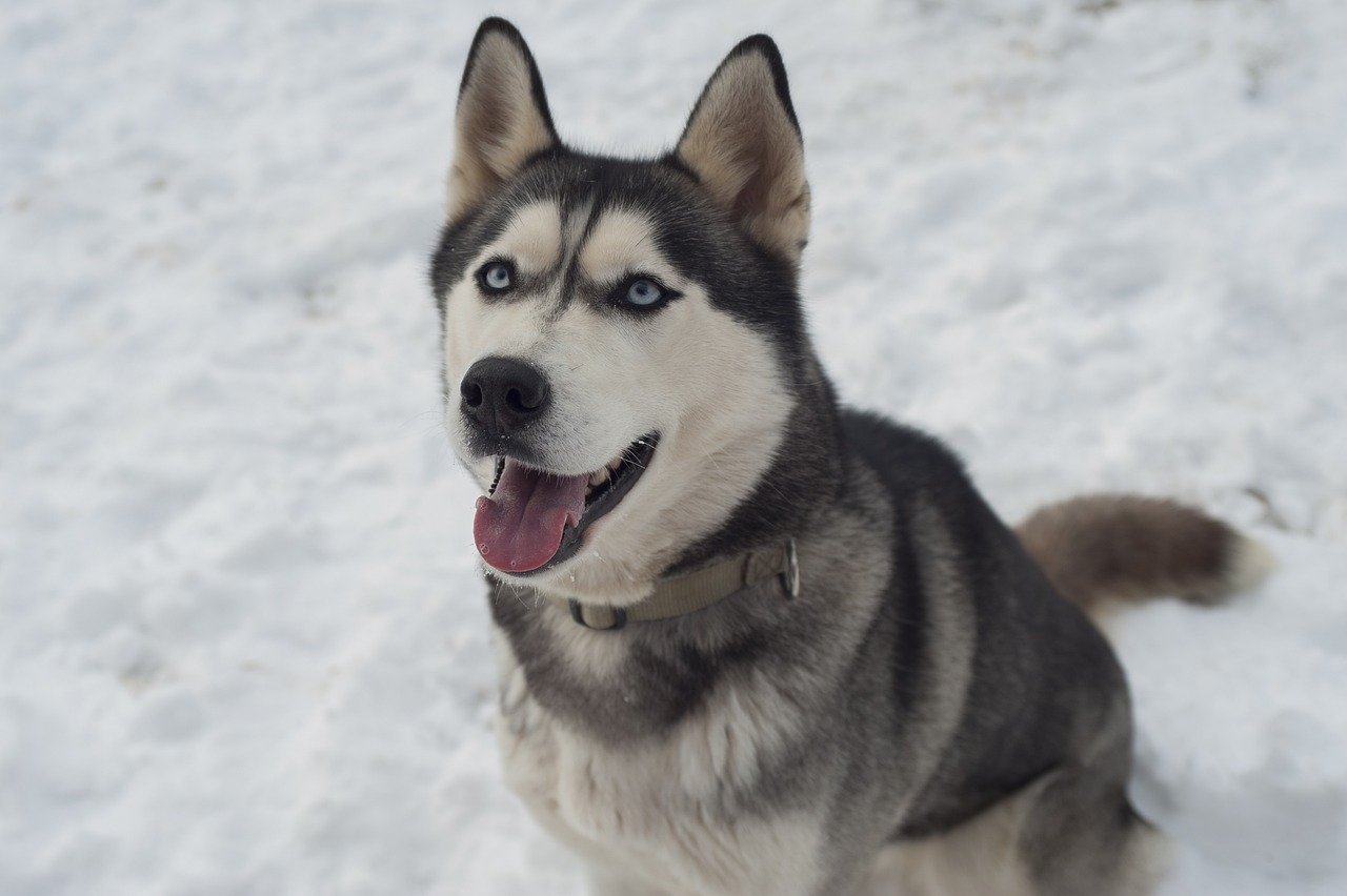 Le Husky Sibérien : est-il fait pour vous ? Découvrez les atouts et les défis de cette race fascinante et énergique