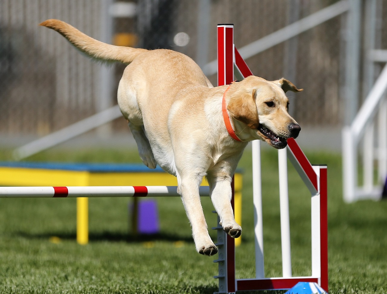 Le Labrador Retriever : est-il fait pour vous ? Découvrez les atouts et les défis de cette race populaire