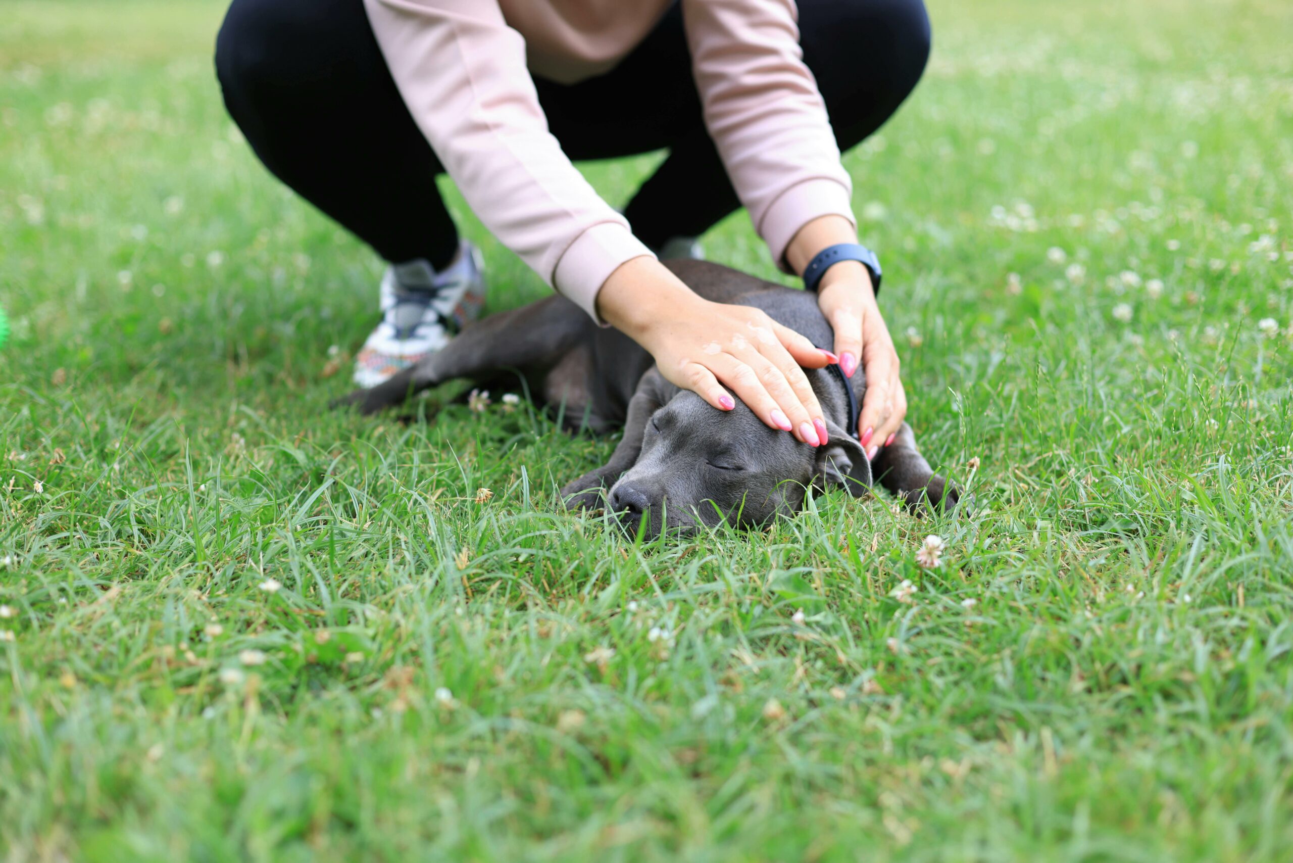 Conseils pour Garder Votre Chien en Bonne Santé : Le Guide Complet