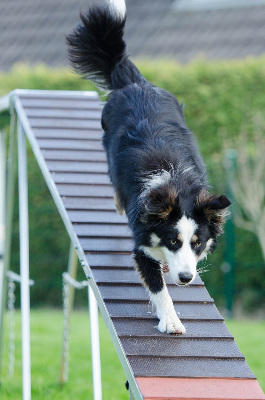 Qu’est-ce qu’un club canin et pourquoi est-ce bénéfique pour votre chien ?