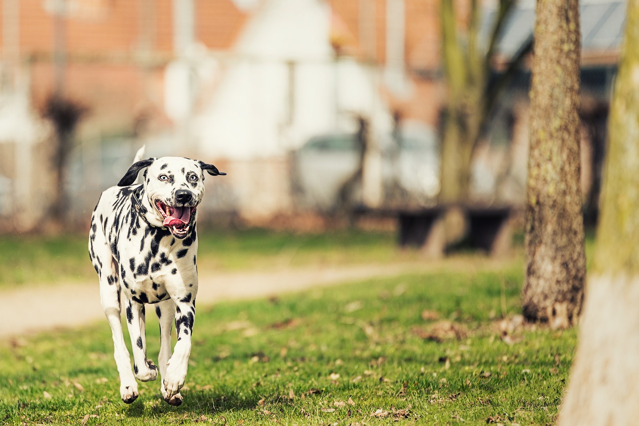 Les 10 races de chiens les plus populaires en France et leurs caractéristiques 🐾