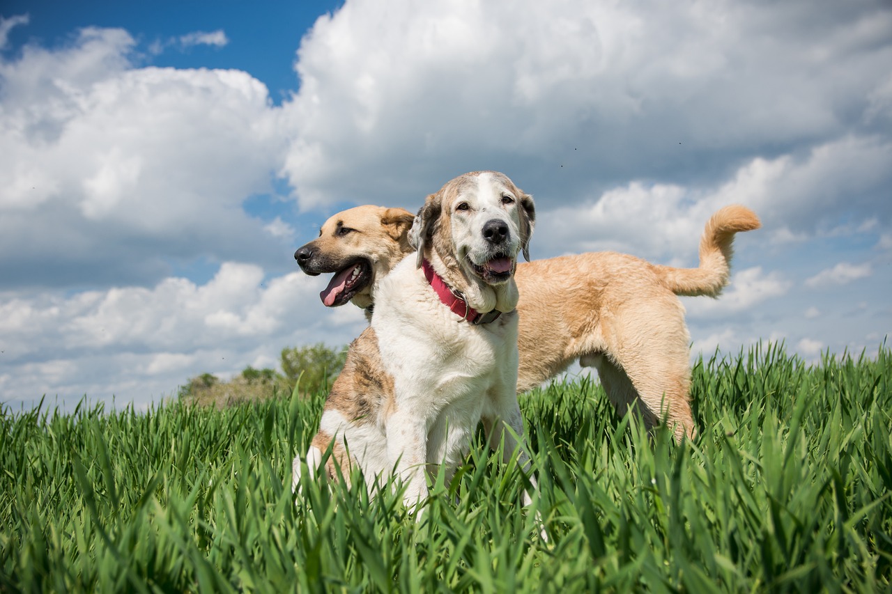 Conseils pour garder votre chien en pleine forme 🐾