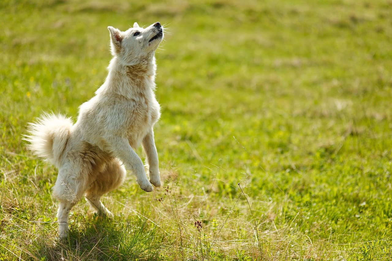 Les métiers pour chiens : Quand votre compagnon devient un véritable héros 🐾