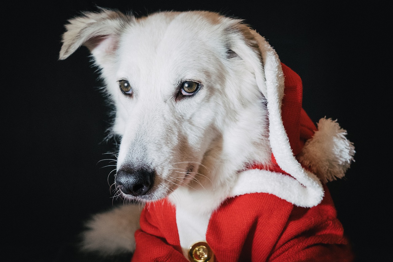 Préparer les fêtes de fin d’année avec votre chien : Conseils pour une célébration réussie