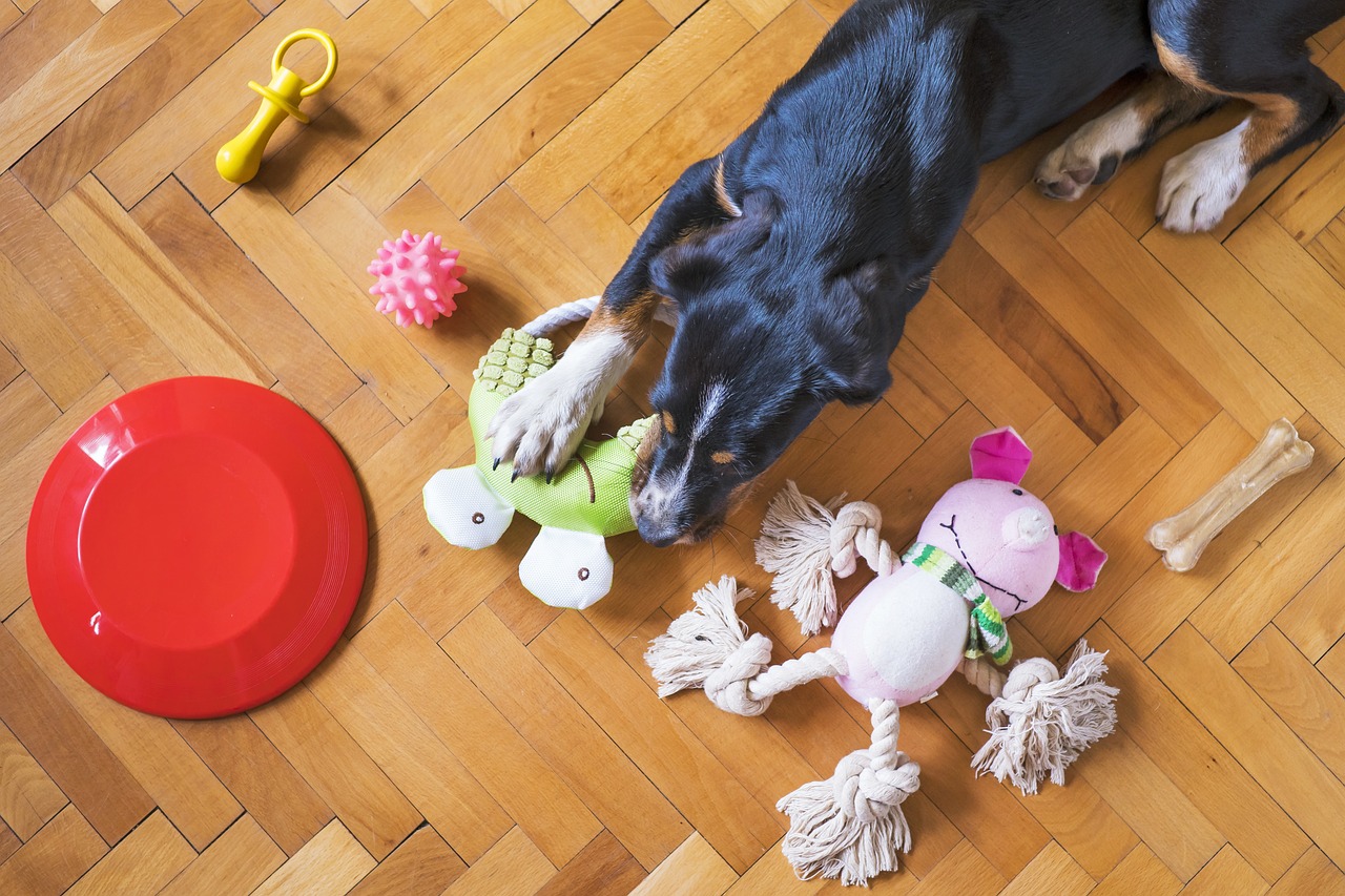 Le Top des jouets interactifs pour stimuler votre chien