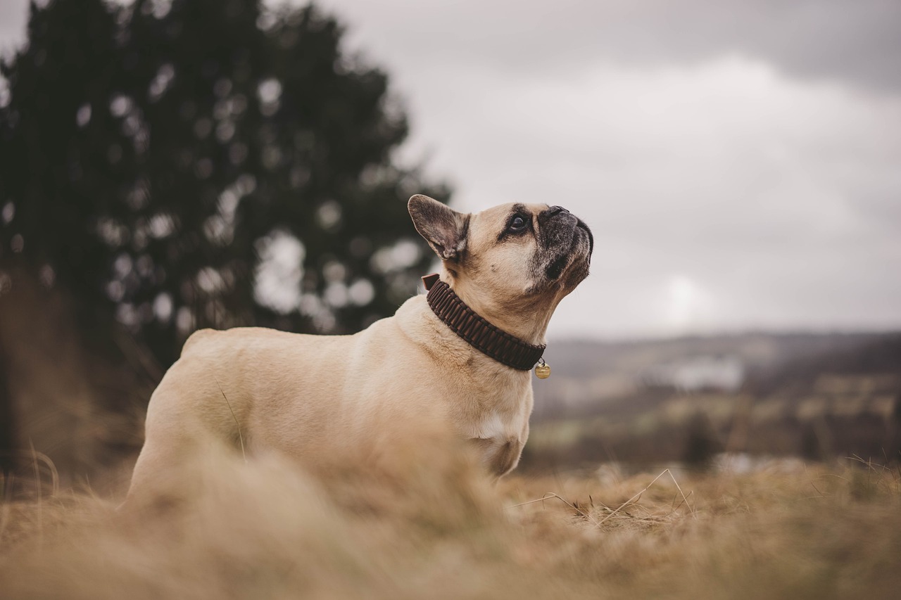 Le Bouledogue Français : est-il fait pour vous ? Découvrez les atouts et les défis de cette race charmante et affectueuse