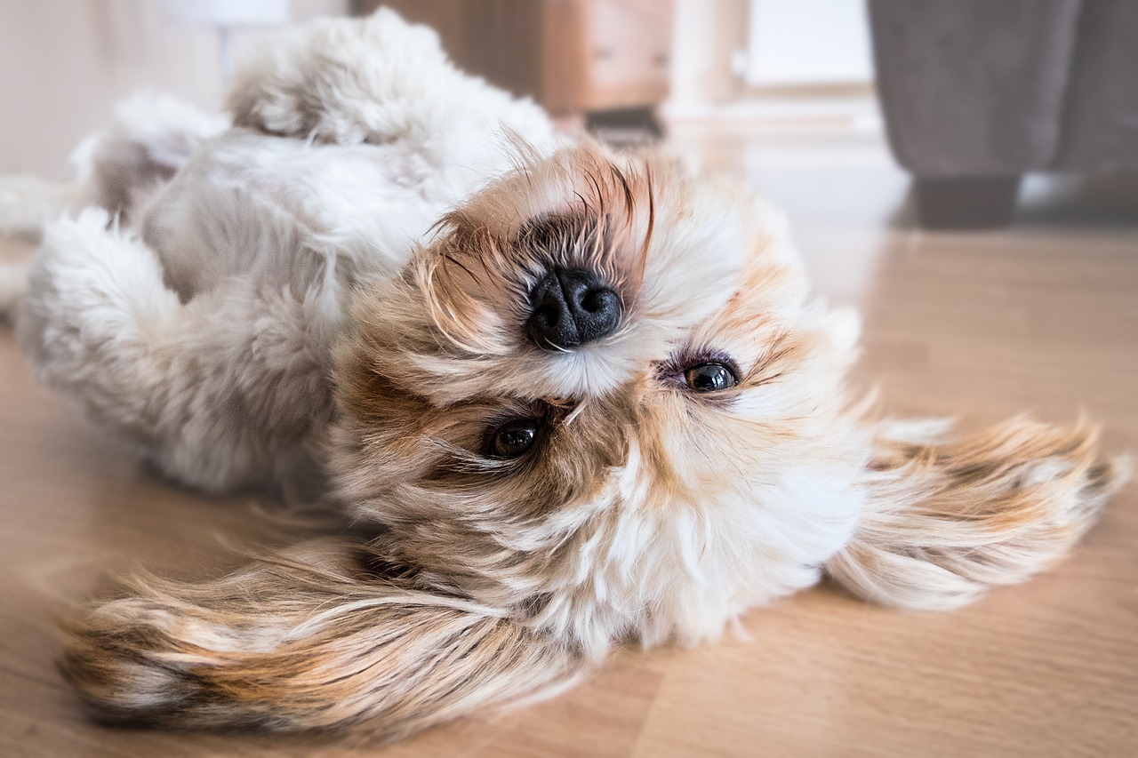 Commencer l’année en beauté avec votre chien : objectifs et conseils pour un duo épanoui