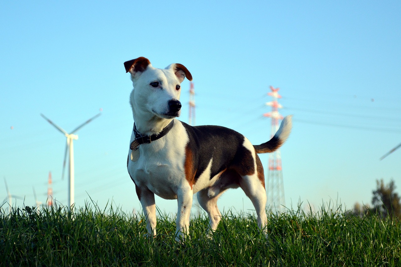 Comment la technologie transforme le quotidien des propriétaires de chiens